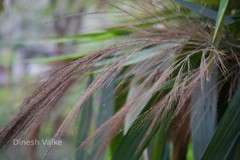 Thysanolaena latifolia